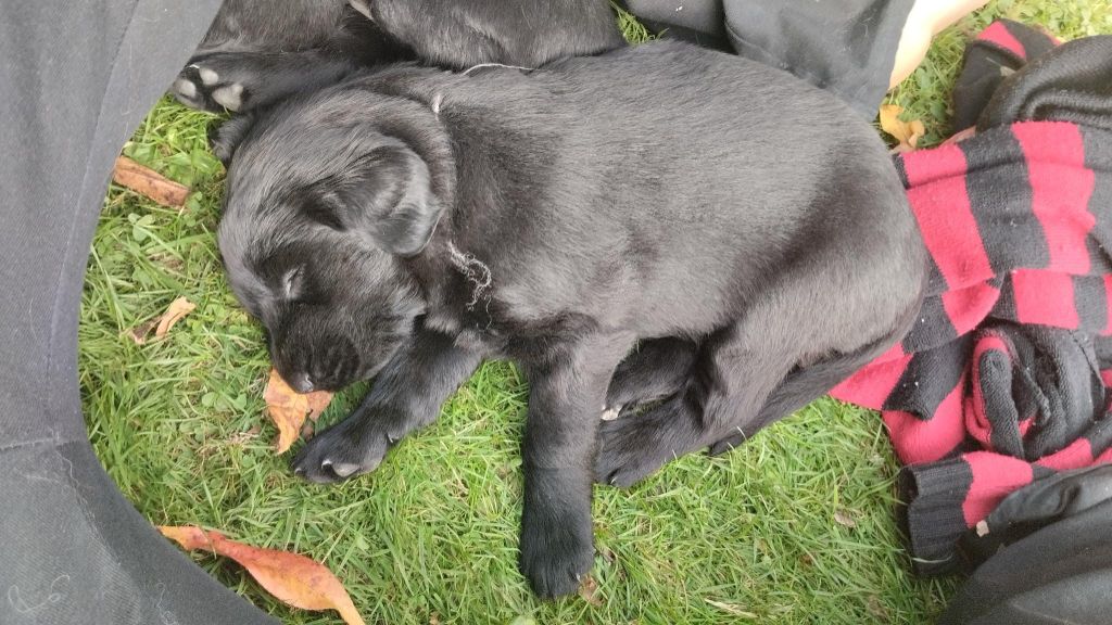 Saillie Sita et Leader 