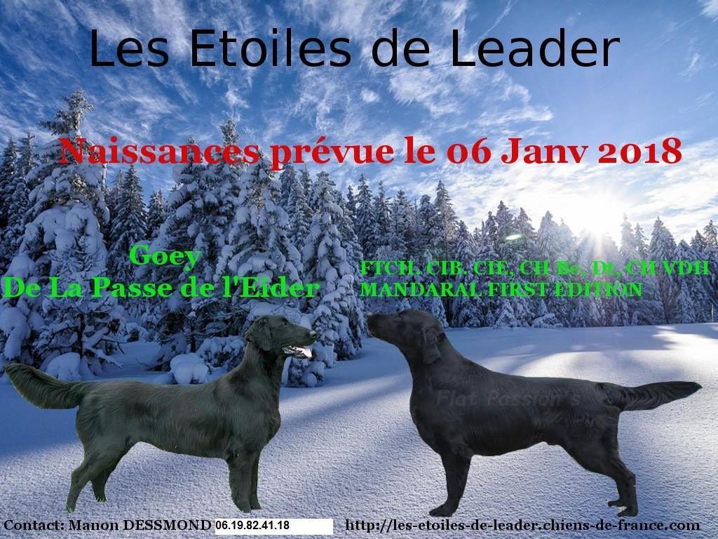 Des Etoiles De Leader - Saillie Geoy et Jimbei