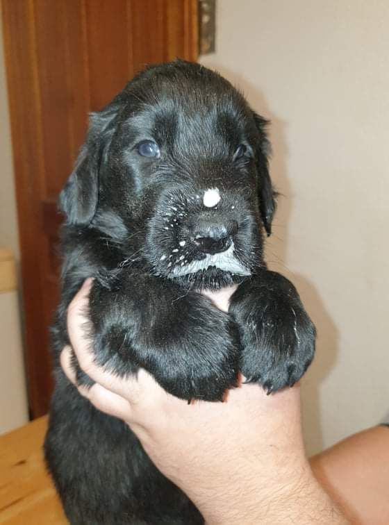 Des Etoiles De Leader - Flat Coated Retriever - Portée née le 11/10/2021