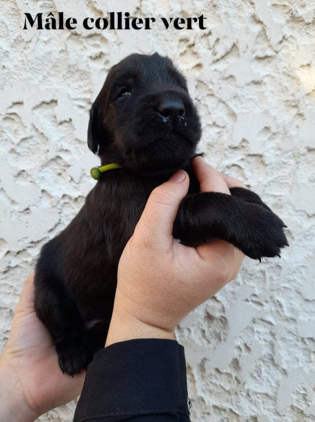 Des Etoiles De Leader - Flat Coated Retriever - Portée née le 11/10/2021